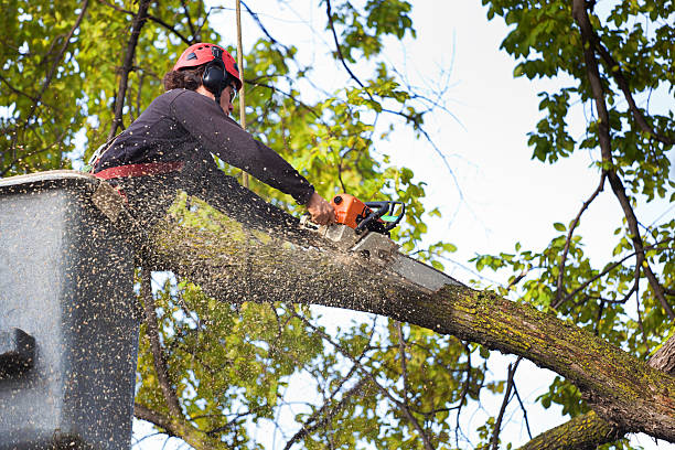 How Our Tree Care Process Works  in  Edgeworth, PA